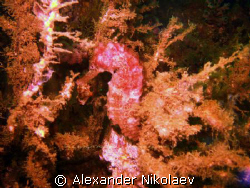 Seahorse. Octopus rock, Musandam, Northern Oman. by Alexander Nikolaev 